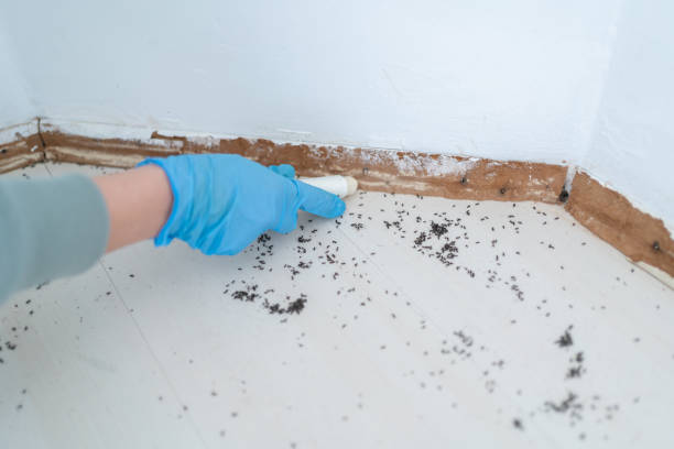 Best Ant Control Services  in Innotion, VA